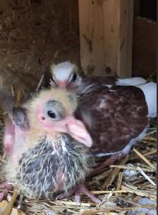 PET BABY PIGEONS DOVE PIGEON BIRD - Photo 7