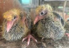 PET BABY PIGEONS DOVE PIGEON BIRD - Photo 8