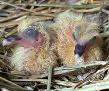 PET BABY PIGEONS DOVE PIGEON BIRD - Photo 10