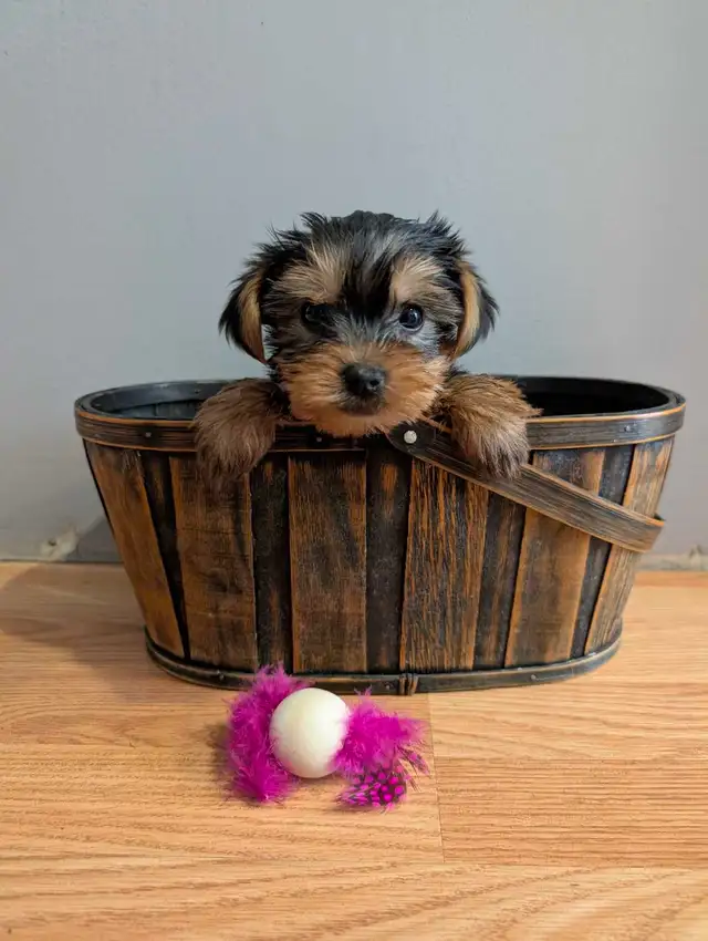 Super Sweet Yorkie Female Puppies