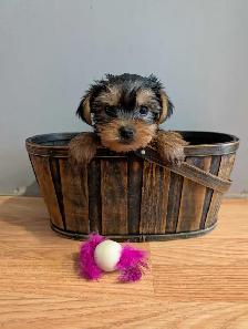 Super Sweet Yorkie Female Puppies