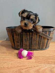 Super Sweet Yorkie Female Puppies - Photo 2