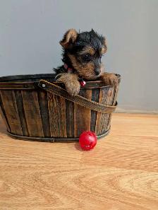 Super Sweet Yorkie Female Puppies - Photo 3