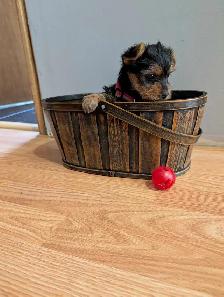 Super Sweet Yorkie Female Puppies - Photo 4