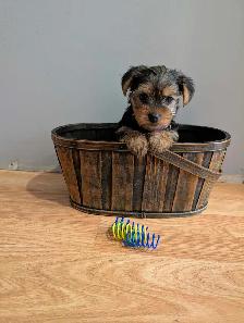 Super Sweet Yorkie Female Puppies - Photo 5