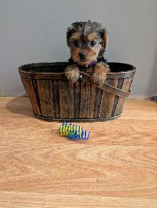 Super Sweet Yorkie Female Puppies - Photo 6
