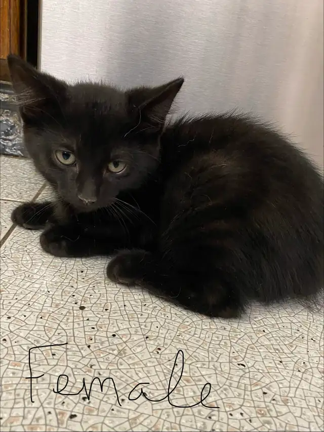 Adorable Kittens for Rehoming