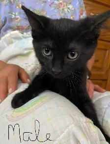 Adorable Kittens for Rehoming - Photo 2