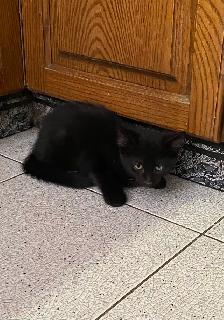 Adorable Kittens for Rehoming - Photo 5