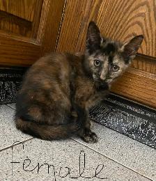 Adorable Kittens for Rehoming - Photo 6