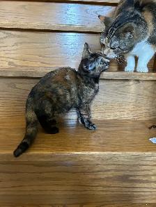 Adorable Kittens for Rehoming - Photo 7