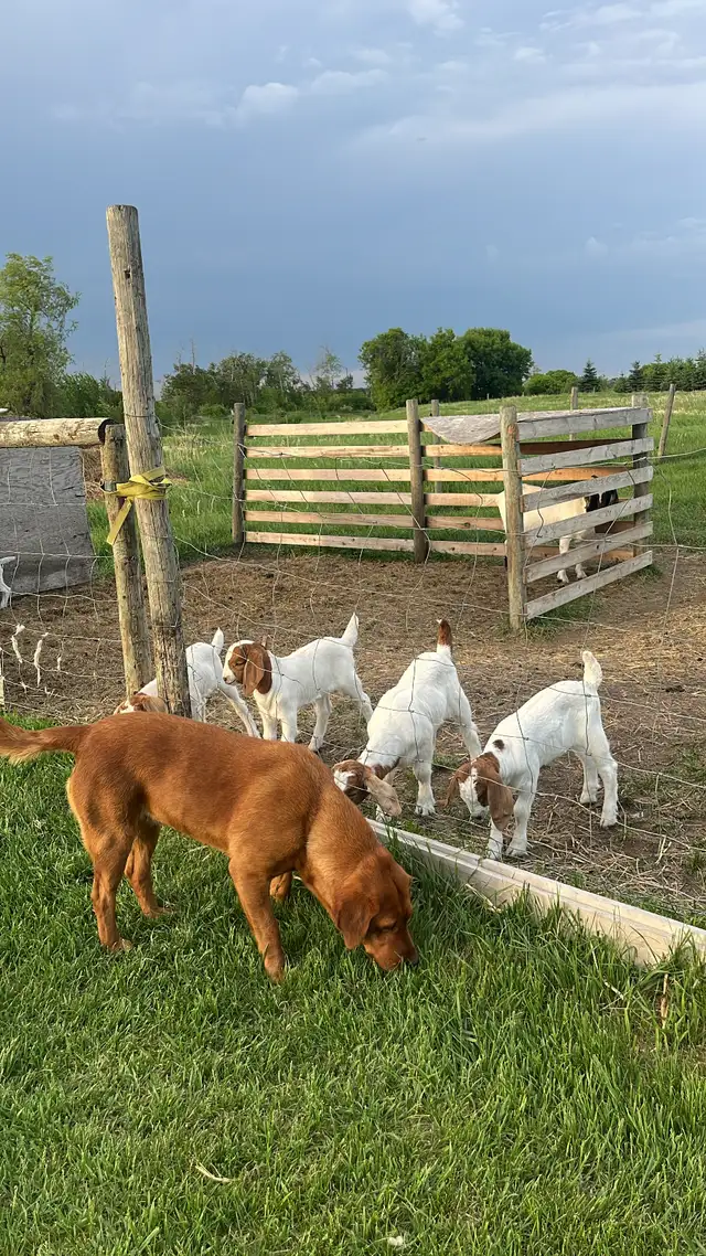 Boar goats