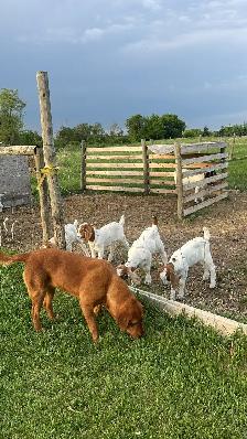 Boar goats