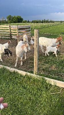 Boar goats - Photo 3