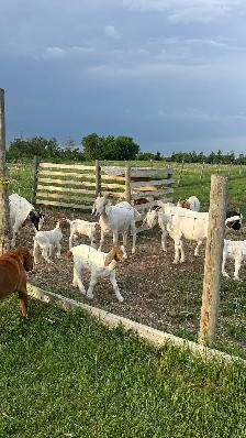 Boar goats - Photo 4