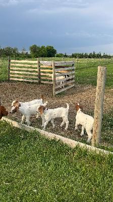 Boar goats - Photo 5
