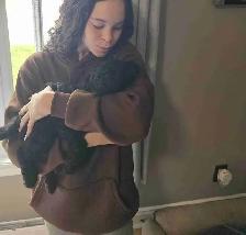 Caniche royal / Royal poodle