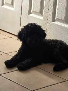 Caniche royal / Royal poodle - Photo 2