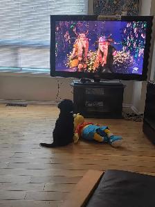 Caniche royal / Royal poodle - Photo 3