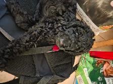 Caniche royal / Royal poodle - Photo 4