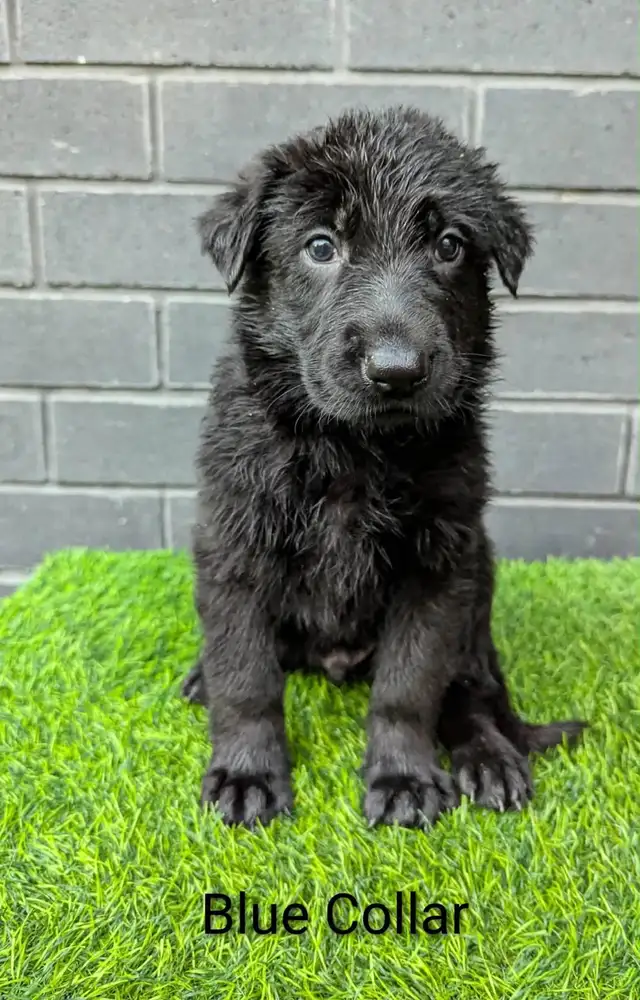 CKC Registered Black German Shepherd Puppies