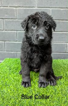 CKC Registered Black German Shepherd Puppies