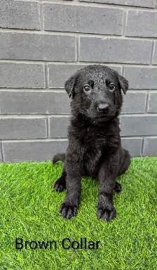 CKC Registered Black German Shepherd Puppies - Photo 2