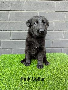 CKC Registered Black German Shepherd Puppies - Photo 3