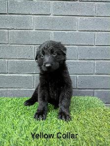 CKC Registered Black German Shepherd Puppies - Photo 4
