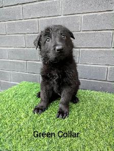 CKC Registered Black German Shepherd Puppies - Photo 5