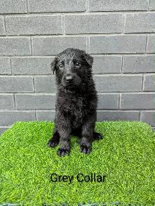 CKC Registered Black German Shepherd Puppies - Photo 6