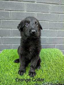 CKC Registered Black German Shepherd Puppies - Photo 7