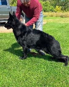 CKC Registered Black German Shepherd Puppies - Photo 9