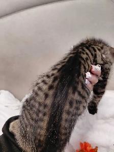 Besutiful Bengall X Kittens- Ready Now! - Photo 2