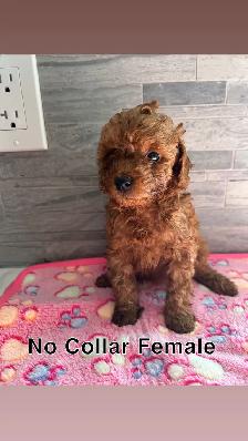CKC Red Toy Poodle Puppies
