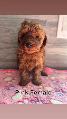 CKC Red Toy Poodle Puppies - Photo 2