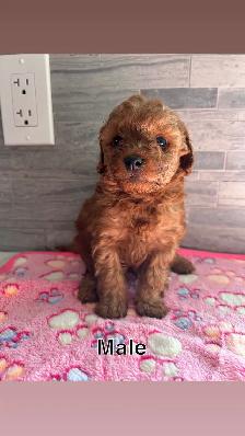 CKC Red Toy Poodle Puppies - Photo 3