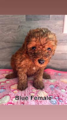 CKC Red Toy Poodle Puppies - Photo 4