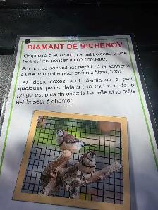 pinsons perruches tourterelles avec cages speciaux - Photo 3