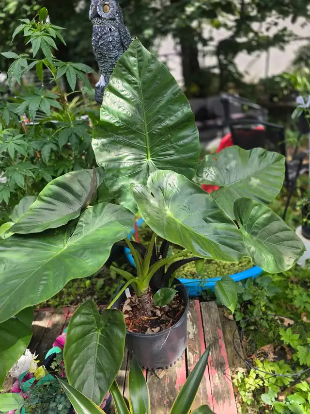 plantes tropicales laval directement .