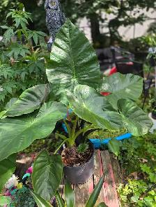 plantes tropicales laval directement .