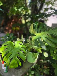 plantes tropicales laval directement . - Photo 2