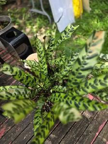 plantes tropicales laval directement . - Photo 3