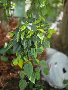 plantes tropicales laval directement . - Photo 6