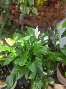 plantes tropicales laval directement . - Photo 7