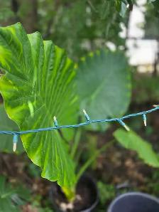 plantes tropicales laval directement . - Photo 8