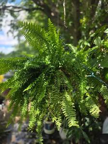 plantes tropicales laval directement . - Photo 9