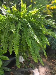 plantes tropicales laval directement . - Photo 10