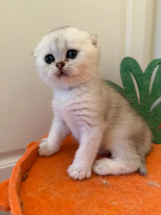 Scottish fold/straight kittens for sale