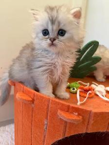 Scottish fold/straight kittens for sale - Photo 6